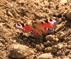 Aglais io