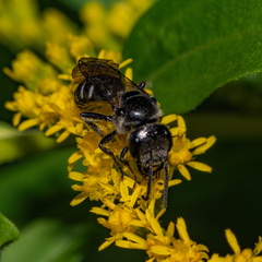Lasioglossum coriaceum