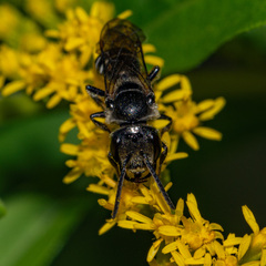 Lasioglossum coriaceum