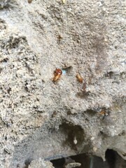 Macrotermes gilvus