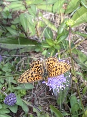 Boloria dia