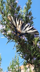 Iphiclides feisthamelii