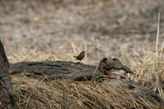 Troglodytes pacificus