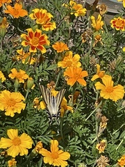 Iphiclides feisthamelii