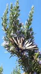 Iphiclides feisthamelii