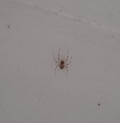 Herennia multipuncta