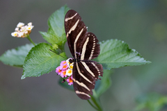 Heliconius charithonia