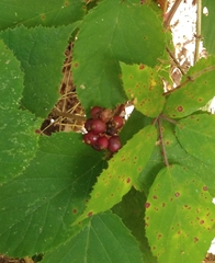 Lonicera periclymenum