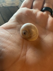Neverita duplicata