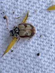Mulsantina picta