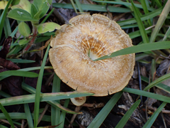 Lentinus crinitus