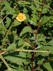 Sida ulmifolia