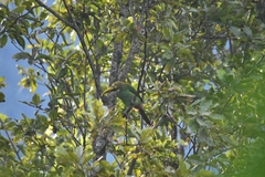 Aulacorhynchus prasinus