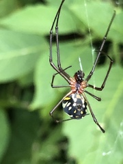 Leucauge argyra