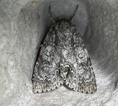 Acronicta retardata