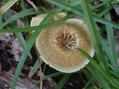 Lentinus crinitus