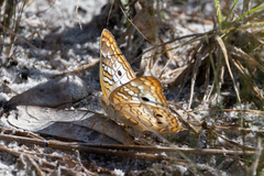 Anartia jatrophae
