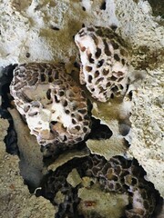 Macrotermes gilvus