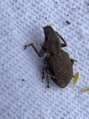 Pantomorus cervinus