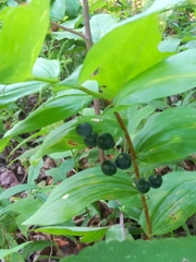Polygonatum biflorum
