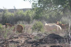 Equus caballus