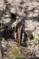 Pardalophora phoenicoptera