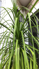 Beaucarnea recurvata