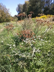 Heracleum sphondylium sibiricum
