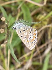 Polyommatus icarus