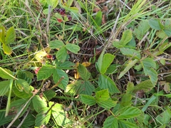Rubus hispidus