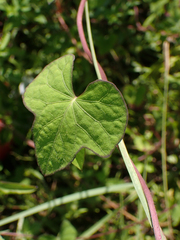Ipomoea cordatotriloba