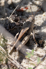 Pardalophora phoenicoptera