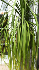 Beaucarnea recurvata