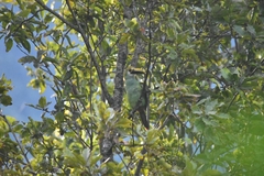 Aulacorhynchus prasinus