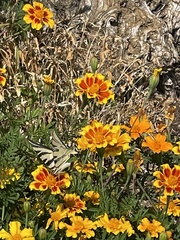 Iphiclides feisthamelii