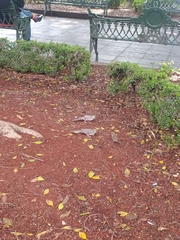 Columbina inca