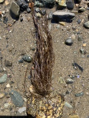 Desmarestia aculeata