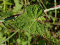 Ipomoea cordatotriloba