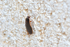 Loboptera decipiens