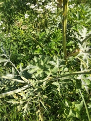 Heracleum sphondylium sibiricum