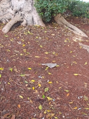 Columbina inca