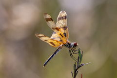 Celithemis eponina