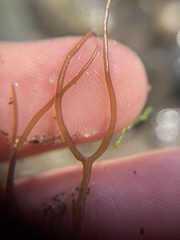 Desmarestia aculeata