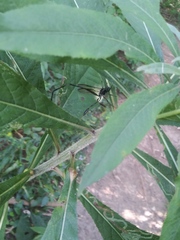 Pelecinus polyturator