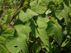 Ipomoea cordatotriloba