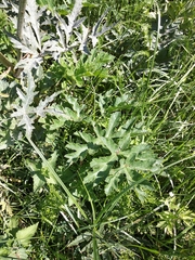 Heracleum sphondylium sibiricum