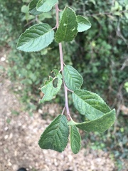 Prunus spinosa