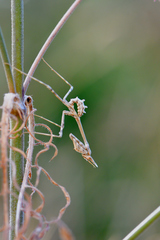 Empusa pennata