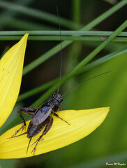 Allonemobius fasciatus