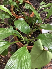 Spathiphyllum wallisii